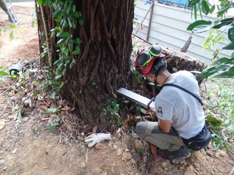 Microdrilling Tree Singapore Arborist Tree Assessment - Enhancing Tree Safety And Learn ...